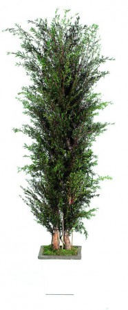 Lepto Lungifolia